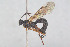  ( - HYMNI3933)  @11 [ ] Creative Commons  Attribution Non-Commercial Share-Alike (2025) NTNU University Museum, Department of Natural History NTNU University Museum, Department of Natural History