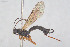  (Endromopoda nigricoxa - HYMNI3934)  @11 [ ] Creative Commons  Attribution Non-Commercial Share-Alike (2025) NTNU University Museum, Department of Natural History NTNU University Museum, Department of Natural History