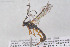  (Brachyzapus tenuiabdominalis - HYMNI3945)  @11 [ ] Creative Commons  Attribution Non-Commercial Share-Alike (2025) NTNU University Museum, Department of Natural History NTNU University Museum, Department of Natural History