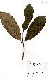  (Allanblackia parviflora - GH0006)  @11 [ ] No Rights Reserved  Unspecified Unspecified