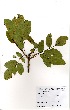  (Erythrina senegalensis - GH0033)  @11 [ ] No Rights Reserved  Unspecified Unspecified