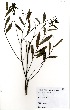  ( - GH0042)  @11 [ ] No Rights Reserved  Unspecified Unspecified