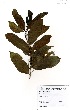  (Morinda lucida - GH0060)  @11 [ ] No Rights Reserved  Unspecified Unspecified