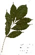  ( - GH0067)  @11 [ ] No Rights Reserved  Unspecified Unspecified