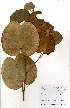  ( - GH0072)  @11 [ ] No Rights Reserved  Unspecified Unspecified