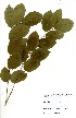  (Pterocarpus erinaceus - GH0075)  @11 [ ] No Rights Reserved  Unspecified Unspecified
