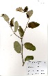  ( - GH0100)  @11 [ ] No Rights Reserved  Unspecified Unspecified