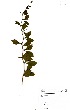  ( - GH0129)  @11 [ ] No Rights Reserved  Unspecified Unspecified