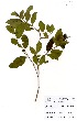  (Anogeissus leiocarpus - GH0193)  @11 [ ] No Rights Reserved  Unspecified Unspecified