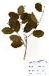  ( - GH0217)  @11 [ ] No Rights Reserved  Unspecified Unspecified