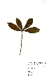 ( - GH0232)  @11 [ ] No Rights Reserved  Unspecified Unspecified