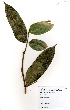  (Daniellia ogea - GH0254)  @11 [ ] No Rights Reserved  Unspecified Unspecified