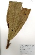  ( - GH0271)  @11 [ ] No Rights Reserved  Unspecified Unspecified