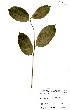  ( - GH0284)  @11 [ ] No Rights Reserved  Unspecified Unspecified