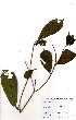  ( - GH0307)  @11 [ ] No Rights Reserved  Unspecified Unspecified