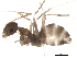  ( - BIORTP-022-B03)  @11 [ ] creative commons  non-commercial only (2016) IIBZ Instituto de Investigaciones Botanicas y Zoologicas, Universidad Autonoma de Santo Domingo UASD