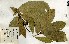  (Tabernaemontana crassa - FHO-00020607F)  @11 [ ] Copyright (2013) Cicely Marshall Dept of Plant Sciences, University of Oxford