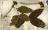  (Markhamia tomentosa - FHO-00020609H)  @11 [ ] Copyright (2013) Cicely Marshall Dept of Plant Sciences, University of Oxford