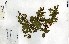  (Pteleopsis - FHO-00020616F)  @11 [ ] Copyright (2013) Cicely Marshall Dept of Plant Sciences, University of Oxford