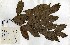  (Hymenostegia - FHO-00020622C)  @11 [ ] Copyright (2013) Cicely Marshall Dept of Plant Sciences, University of Oxford
