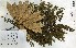  (Aubrevillea - FHO-00020624E)  @11 [ ] Copyright (2013) Cicely Marshall Dept of Plant Sciences, University of Oxford