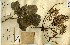  ( - FHO-00020626G)  @11 [ ] Copyright (2013) Cicely Marshall Dept of Plant Sciences, University of Oxford