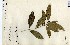  ( - FHO-00020638J)  @11 [ ] Copyright (2013) Cicely Marshall Dept of Plant Sciences, University of Oxford