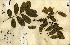  ( - FHO-00020645H)  @11 [ ] Copyright (2013) Cicely Marshall Dept of Plant Sciences, University of Oxford