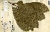  (Aubregrinia - FHO-00020648K)  @11 [ ] Copyright (2013) Cicely Marshall Dept of Plant Sciences, University of Oxford