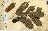  (Breviea - FHO-00020649L)  @11 [ ] Copyright (2013) Cicely Marshall Dept of Plant Sciences, University of Oxford