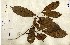  ( - FHO-00020669N)  @11 [ ] Copyright (2013) Cicely Marshall Dept of Plant Sciences, University of Oxford