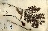  (Parkia - FHO-00079755X)  @11 [ ] Copyright (2013) Cicely Marshall Dept of Plant Sciences, University of Oxford