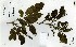  (Crudia - FHO-00098389.)  @11 [ ] Copyright (2013) Cicely Marshall Dept of Plant Sciences, University of Oxford
