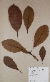  (Terminalia superba - BRLU-BS1200)  @11 [ ] CreativeCommons - Attribution Non-Commercial Share-Alike (2013) Unspecified Herbarium de l'Université Libre de Bruxelles
