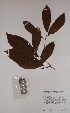  ( - BRLU-BS3255)  @11 [ ] CreativeCommons - Attribution Non-Commercial Share-Alike (2013) Unspecified Herbarium de l'Université Libre de Bruxelles