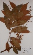  (Dacryodes buettneri - BRLU-EB0725)  @11 [ ] CreativeCommons - Attribution Non-Commercial Share-Alike (2013) Unspecified Herbarium de l'Université Libre de Bruxelles