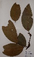  (Baikiaea - BRLU-EB0767)  @11 [ ] CreativeCommons - Attribution Non-Commercial Share-Alike (2013) Unspecified Herbarium de l'Université Libre de Bruxelles
