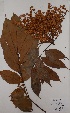  (Augouardia - BRLU-EB0878)  @11 [ ] CreativeCommons - Attribution Non-Commercial Share-Alike (2013) Unspecified Herbarium de l'Université Libre de Bruxelles