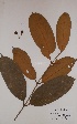  (Garcinia smeathmannii - BRLU-EB0938)  @11 [ ] CreativeCommons - Attribution Non-Commercial Share-Alike (2013) Unspecified Herbarium de l'Université Libre de Bruxelles