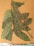  ( - FOLI026)  @11 [ ] CreativeCommons - Attribution Non-Commercial Share-Alike (2013) Unspecified Herbarium de l'Université Libre de Bruxelles