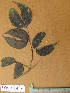  ( - FOLI033)  @11 [ ] CreativeCommons - Attribution Non-Commercial Share-Alike (2013) Unspecified Herbarium de l'Université Libre de Bruxelles