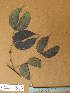  ( - FOLI033)  @11 [ ] CreativeCommons - Attribution Non-Commercial Share-Alike (2013) Unspecified Herbarium de l'Université Libre de Bruxelles