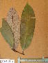  ( - FOLI048)  @11 [ ] CreativeCommons - Attribution Non-Commercial Share-Alike (2013) Unspecified Herbarium de l'Université Libre de Bruxelles