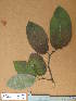  ( - FOLI067)  @11 [ ] CreativeCommons - Attribution Non-Commercial Share-Alike (2013) Unspecified Herbarium de l'Université Libre de Bruxelles