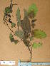  ( - FOLI077)  @11 [ ] CreativeCommons - Attribution Non-Commercial Share-Alike (2013) Unspecified Herbarium de l'Université Libre de Bruxelles