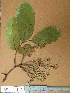  ( - FOLI092)  @11 [ ] CreativeCommons - Attribution Non-Commercial Share-Alike (2013) Unspecified Herbarium de l'Université Libre de Bruxelles