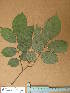  (Pterocarpus santalinoides - FOLI093)  @11 [ ] CreativeCommons - Attribution Non-Commercial Share-Alike (2013) Unspecified Herbarium de l'Université Libre de Bruxelles