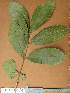  ( - FOLI108)  @11 [ ] CreativeCommons - Attribution Non-Commercial Share-Alike (2013) Unspecified Herbarium de l'Université Libre de Bruxelles