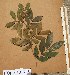  (Cynometra megalophylla - FOLI123)  @11 [ ] CreativeCommons - Attribution Non-Commercial Share-Alike (2013) Unspecified Herbarium de l'Université Libre de Bruxelles