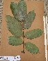 ( - FOLI145)  @11 [ ] CreativeCommons - Attribution Non-Commercial Share-Alike (2013) Unspecified Herbarium de l'Université Libre de Bruxelles